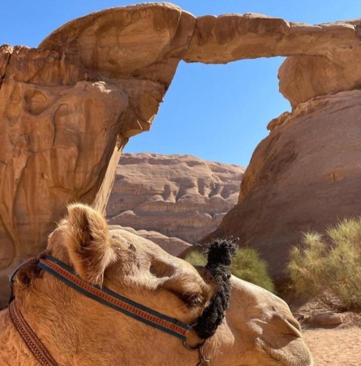 Moon City With Jeep Trips Wadi Rum Eksteriør billede